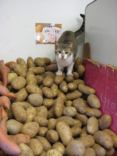 potato-cat.jpg